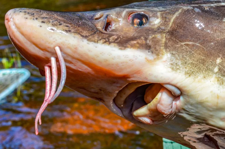 Long live the sturgeon!